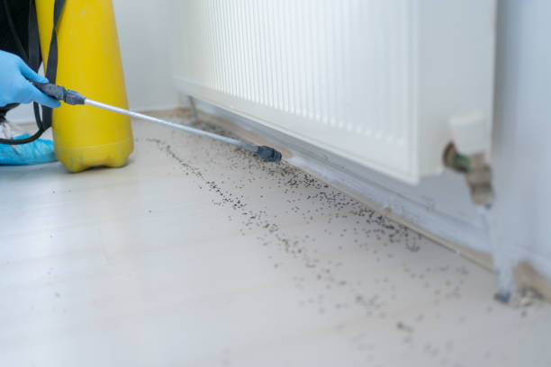 Best Pest Control for Homes  in Bosque Farms, NM