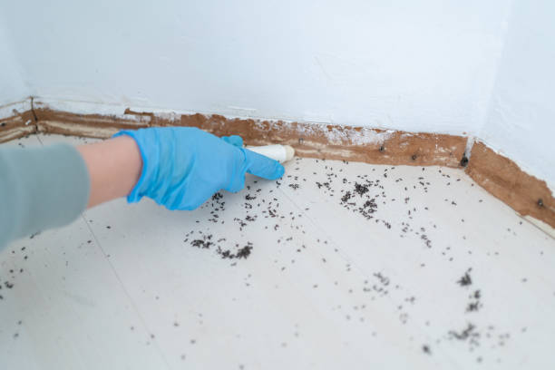 Best Local Pest Control Services  in Bosque Farms, NM
